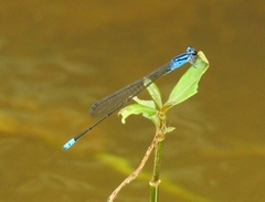 Archibasis oscillans