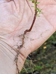 Phyllanthus evanescens