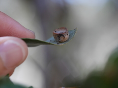 Paracraspis patelloides