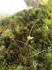 Pauridia occidentalis