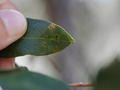 Paracraspis patelloides