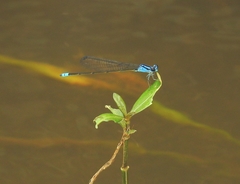 Archibasis oscillans