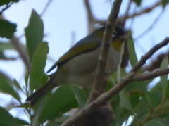 Zosterops lateralis melanops