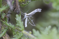 Stangeia xerodes