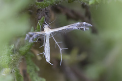 Stangeia xerodes