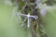 Stangeia xerodes