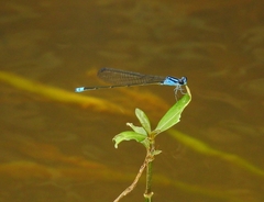 Archibasis oscillans