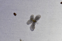 Nallachius americanus