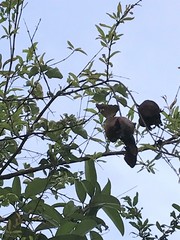 Euthalia aconthea gurda