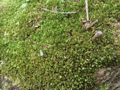 Rosulabryum subtomentosum