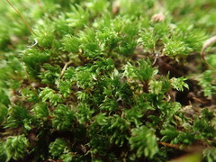 Rosulabryum subtomentosum