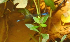 Archibasis oscillans