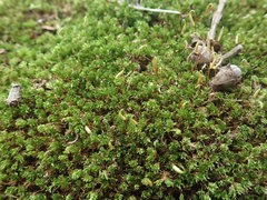 Rosulabryum subtomentosum