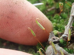 Rosulabryum subtomentosum