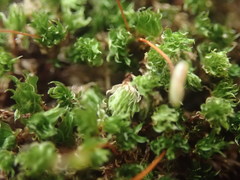 Rosulabryum subtomentosum