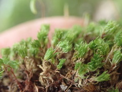 Rosulabryum subtomentosum