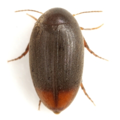 Eucinetus haemorrhoidalis
