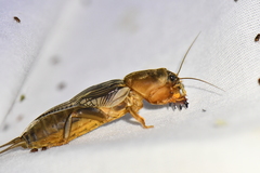 Neocurtilla