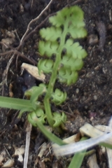 Cryptogramma acrostichoides
