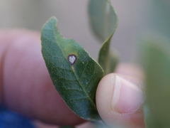 Paracraspis guadaloupensis