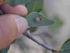 Paracraspis guadaloupensis