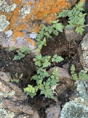 Myriopteris wrightii