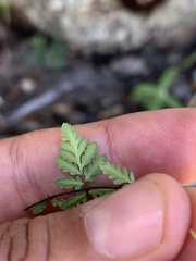 Myriopteris wrightii