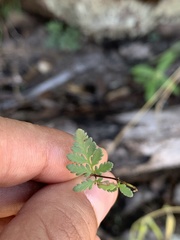 Myriopteris wrightii