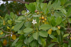 Fagraea berteroana