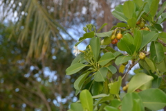 Fagraea berteroana