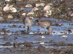 Tringa semipalmata semipalmata