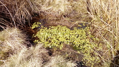 Ranunculus omiophyllus