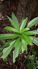 Brachyglottis kirkii