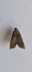Diplopseustis