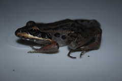 Leptodactylus insularum