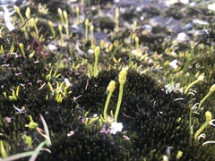 Phylloglossum drummondii