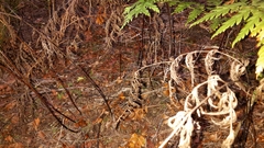 Loxsoma cunninghamii