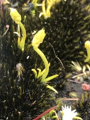 Phylloglossum drummondii