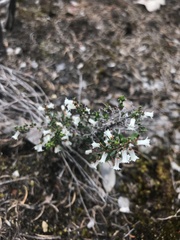 Cryptandra arbutiflora