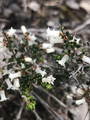 Cryptandra arbutiflora