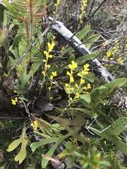 Synaphea petiolaris