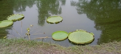 Victoria amazonica