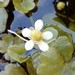 Round-leaved Crowfoot - Photo (c) David, some rights reserved (CC BY-NC), uploaded by David