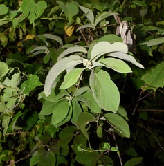 Nahuatlea magna