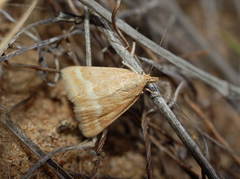 Pyrausta aerealis
