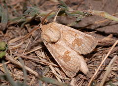 Paracossulus thrips
