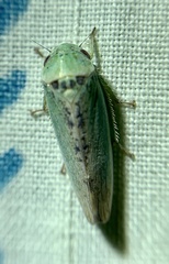 Hamana dictitoria