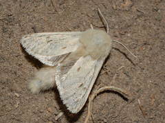Dyspessa salicicola