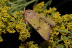 Heliothis incarnata