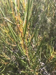 Acacia triptycha